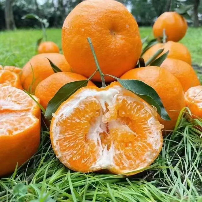 四川蒲江产的耙耙柑