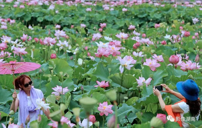 ▲桂东县寨前镇水湾村荷花绽放，吸引游客赏花拍照。邓仁湘 摄