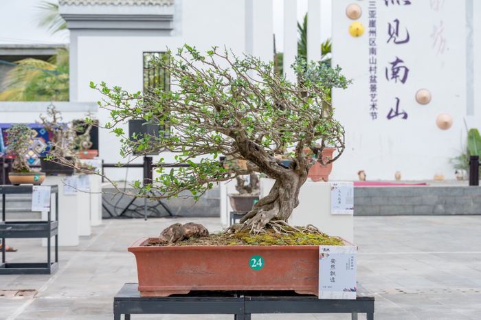 　　盆景展览。三亚崖州区委宣传部供图