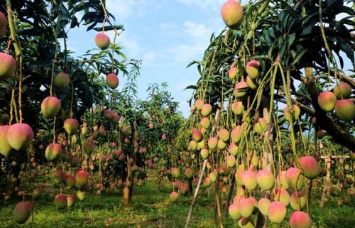 　　图为丽江芒果挂满枝头