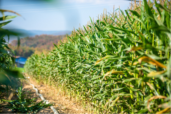 在熊杰夫妇的悉心照料下，他们玉米地的在旱季的亩产相较于周边其他农户的平均亩产量要高50~80%。