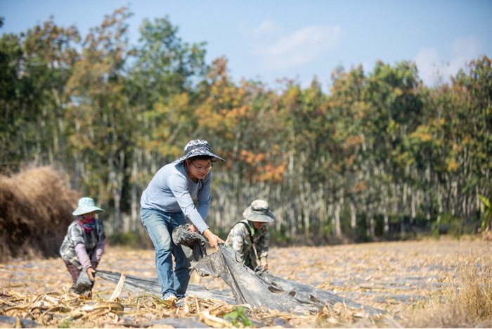 熊杰正和傣族工人一起劳作