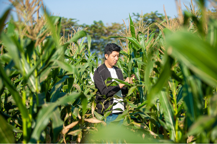 返乡创业的李杨景现在负责管理烨丽农业承包的400多亩小花糯玉米种植基地。