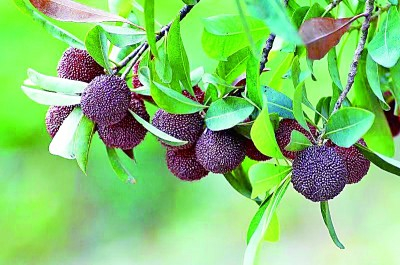 让人垂涎欲滴的慈溪杨梅。蒋亚军摄/光明图片