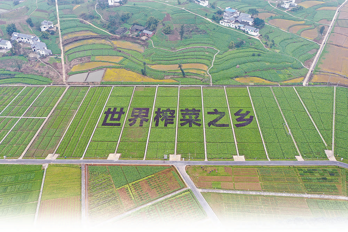     榨菜种植基地