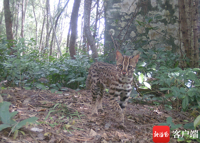 海口五源河国家湿地公园监测到豹猫。图片由海口畓榃湿地研究所提供