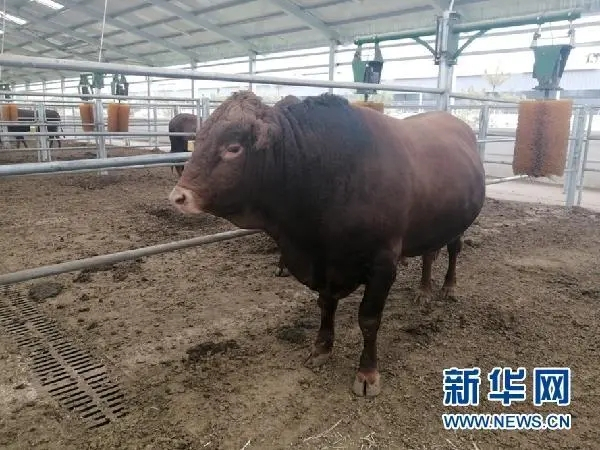 陇东早胜牛（资料图）新华网发 宋燕 摄