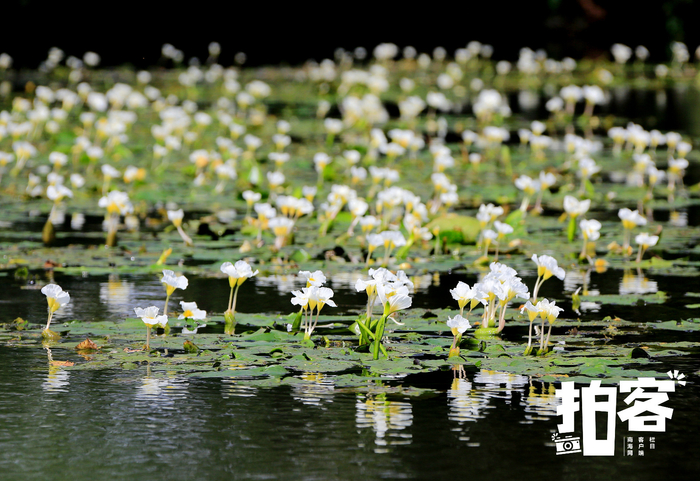 　水菜花。新海南客户端、南海网客户端拍客专栏摄影师 羚羊 摄