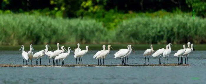 黑脸琵鹭（图源：深圳发布）
