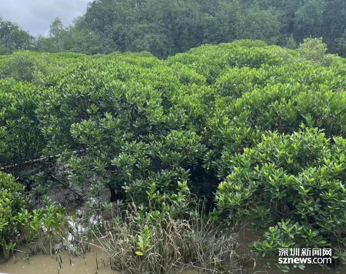 红树林（图源：深圳新闻网）
