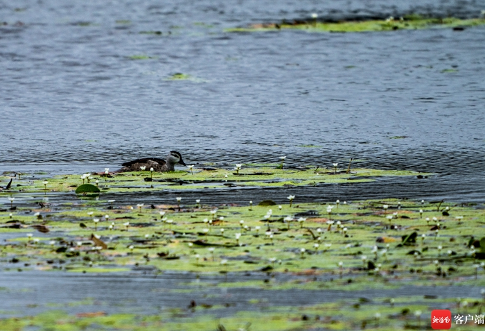 棉凫。记者 刘孙谋 摄