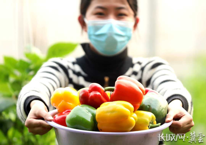在隆尧县固城镇孟村温室大棚，菜农展示丰收的彩椒。陈佳静 孙芳 摄
