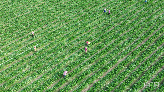 广东省级现代农业产业园连州菜心基地（央广网记者 官文清 摄）