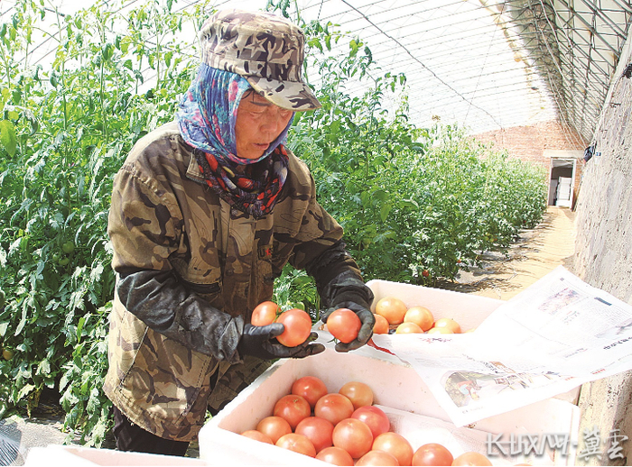 滦平县新硕农业生态园工人正在采摘西红柿。陈相旭 霍腾达 摄