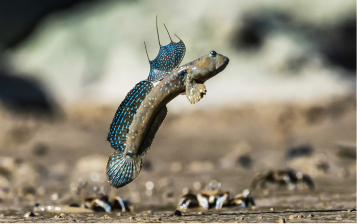 弹涂鱼（图源：深圳市规划和自然资源局）