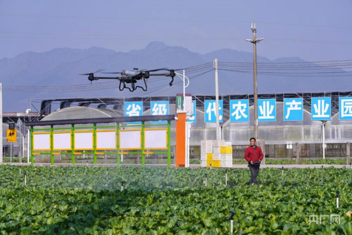陈辉河在田间操作农用无人机（央广网记者 官文清 摄）