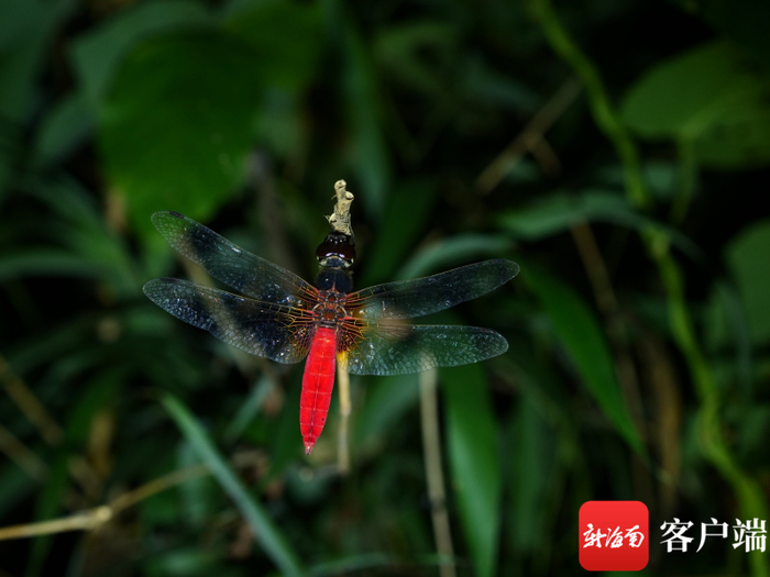 红腹异蜻。袁浪兴 摄