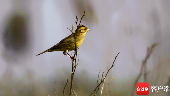 黄胸鹀站在枝头上四处张望。记者 刘孙谋 摄