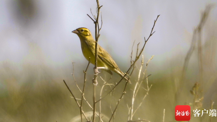 黄胸鹀站在枝头上四处张望。记者 刘孙谋 摄