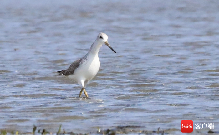 小青脚鹬。记者 李昊 摄