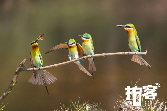 栗喉蜂虎。新海南客户端、南海网客户端专栏摄影师 张宗善 摄