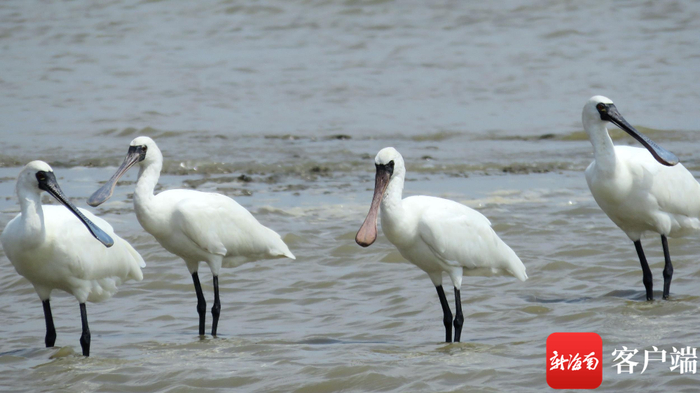 黑脸琵鹭。罗理想 摄