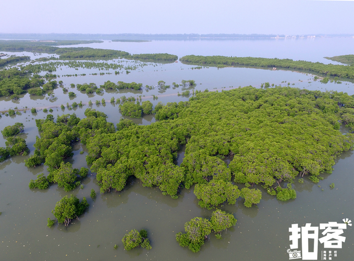 儋州新盈红树林国家湿地公园。新海南客户端、南海网客户端拍客专栏摄影师 冯尔辉/摄