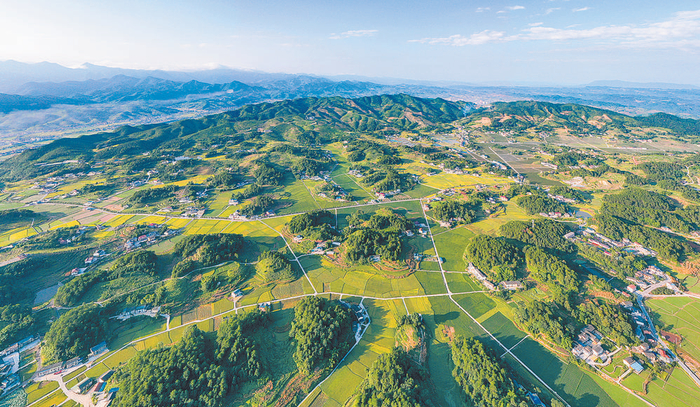     兴隆镇金华村白茶基地