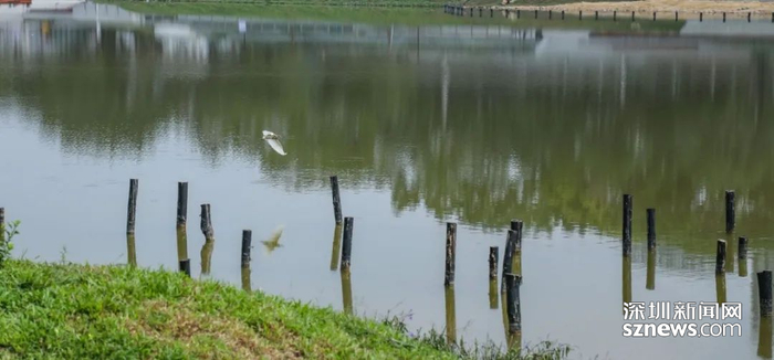 湿地一角（图源：深圳新闻网）