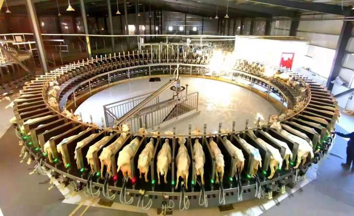 　　环县奶山羊挤奶车间。李文 摄