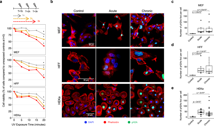 细胞经美甲紫外线干燥机照射后的细胞毒性和基因毒性图源：Nature Communications
