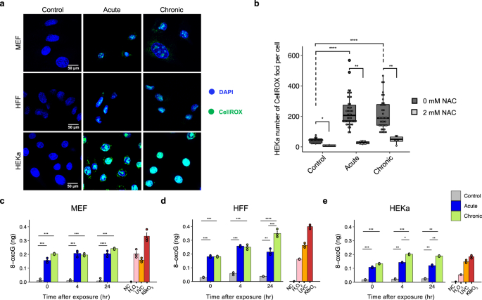 细胞经美甲紫外线干燥机照射后的氧化损伤情况图源：Nature Communications