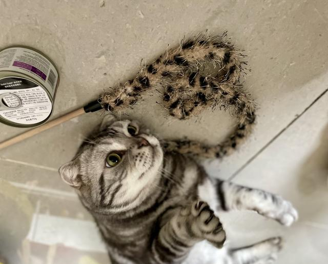 宠物玩具、零食都是宠物主高频复购的产品。新京报贝壳财经记者 程子姣 摄