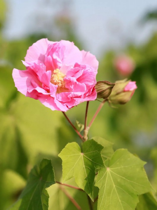 秋日里的木芙蓉