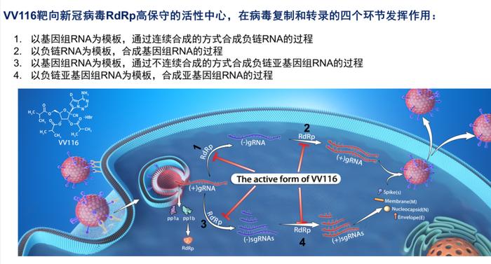 氢溴酸氘瑞米德韦片的作用机理