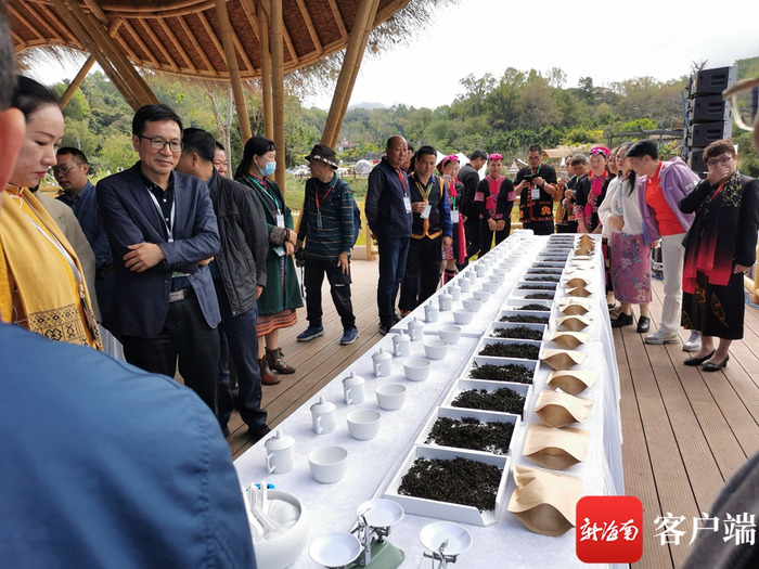五指山毛纳村茶叶品鉴现场。记者 石祖波 摄
