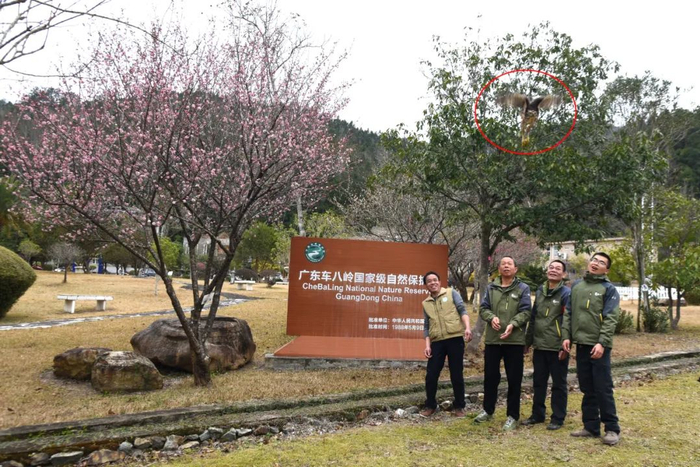 技术人员将凤头鹰带回保护区管理局并放归了大自然。
