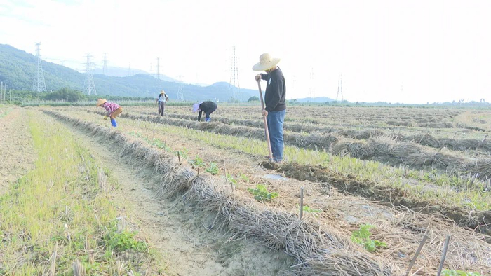 图源：阳西微报