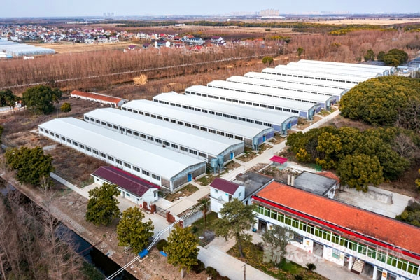 图说：俯瞰猪保种场