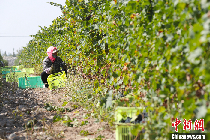 　　资料图为昊苑村村民在附近的葡萄种植基地采收酿酒葡萄。 中新社记者 于晶 摄
