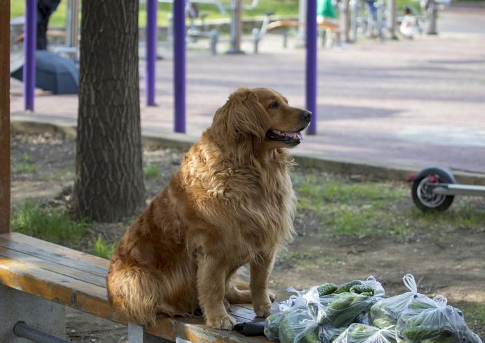 寻宠行业调查：低门槛高要求，找猫找狗近10年，结果发现还是人最难找_手机新浪网