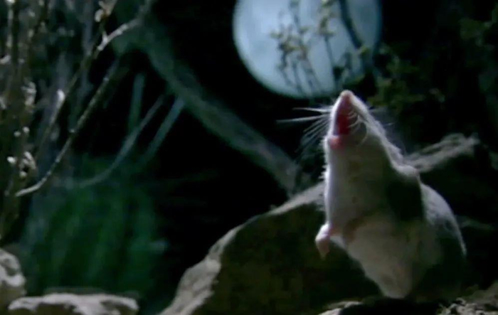 △月下“狼嚎”的食蝗鼠