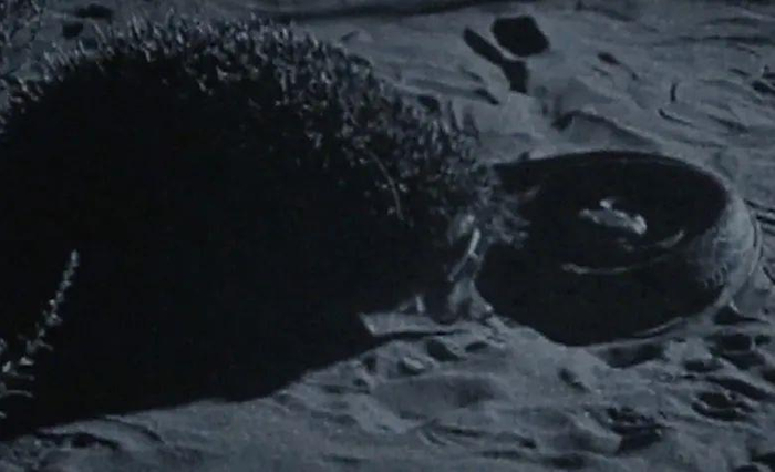 △大耳猬与锯鳞蝰蛇对峙