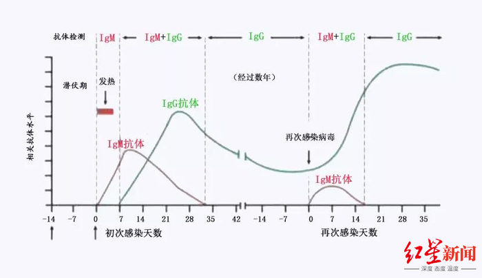 ↑新冠病毒感染过程中IgM与IgG的含量变化。图据网络