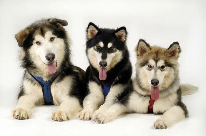 （图片来源：千图网）