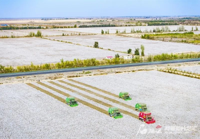 昌吉国家农业高新技术产业示范区优质棉种植基地，采棉机在棉田里作业（资料图片）。何龙摄