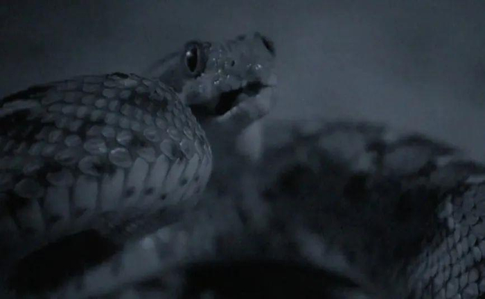 △剧毒的锯鳞蝰蛇准备发起攻击