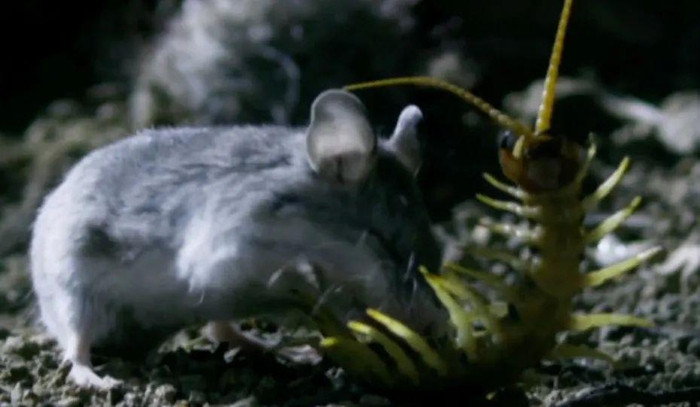 △食蝗鼠大战毒蜈蚣