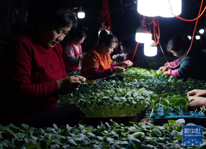 　　2月7日，河北省滦州市小马庄镇一家蔬菜专业合作社的社员在嫁接黄瓜秧苗。新华社记者 杨世尧 摄