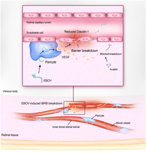图2.埃博拉病毒破坏内血-视网膜屏障机制示意图 